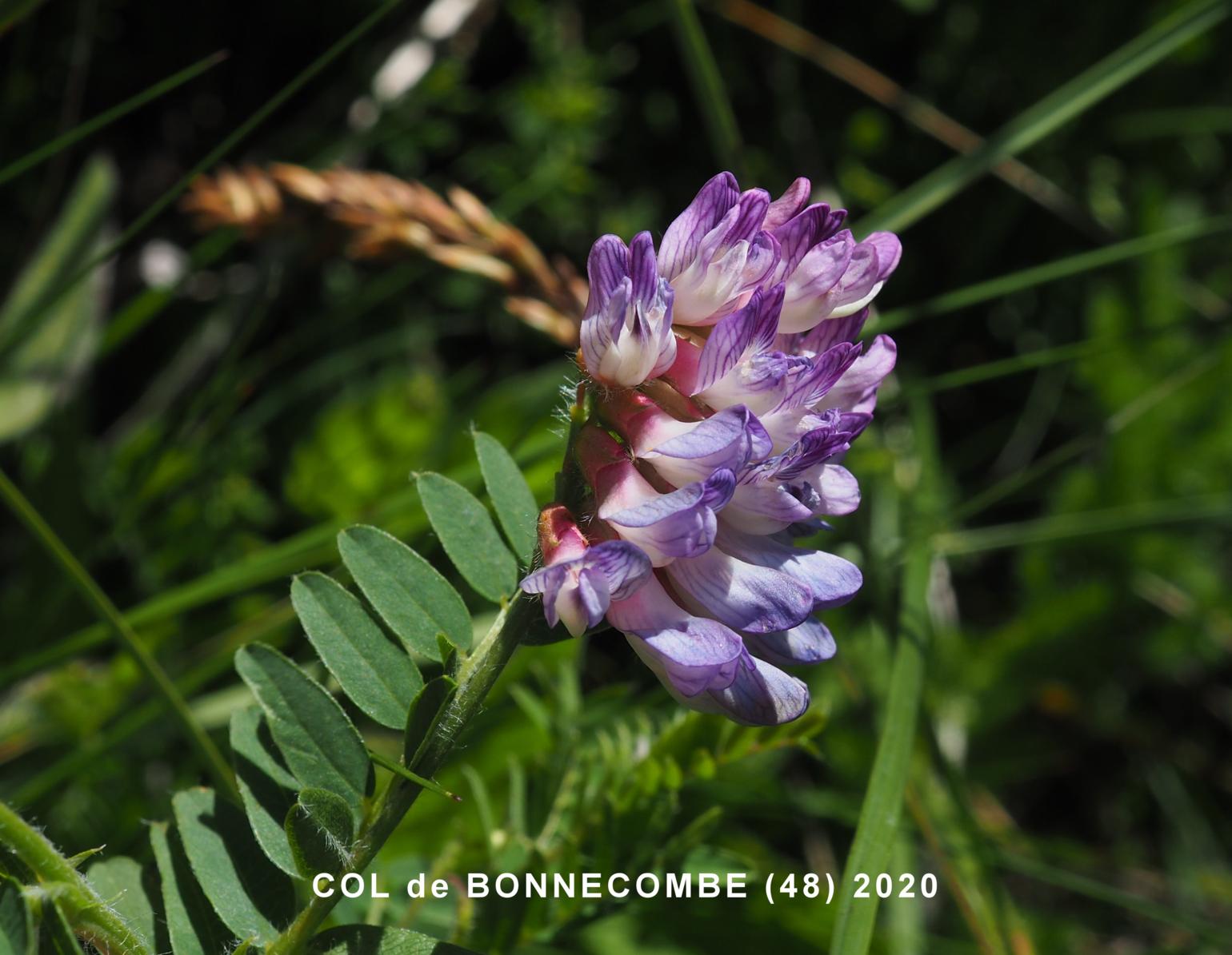 Vetch, Bitter